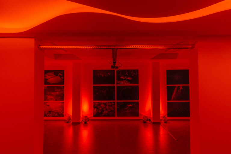 Nicolas Hermann Laniakea Exposition