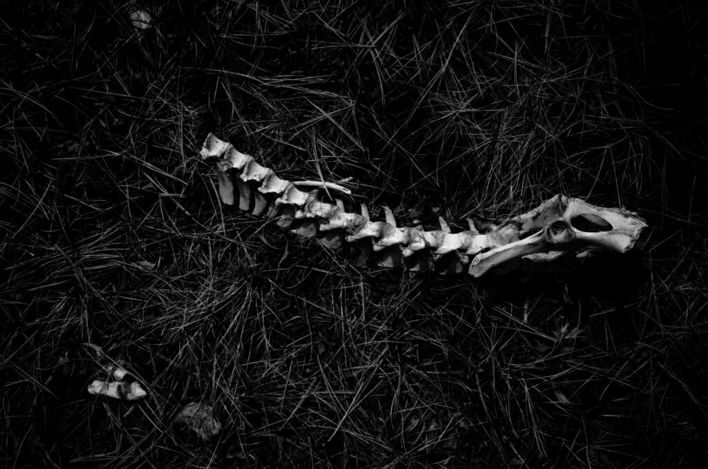 Nicolas Hermann Laniakea Series 11