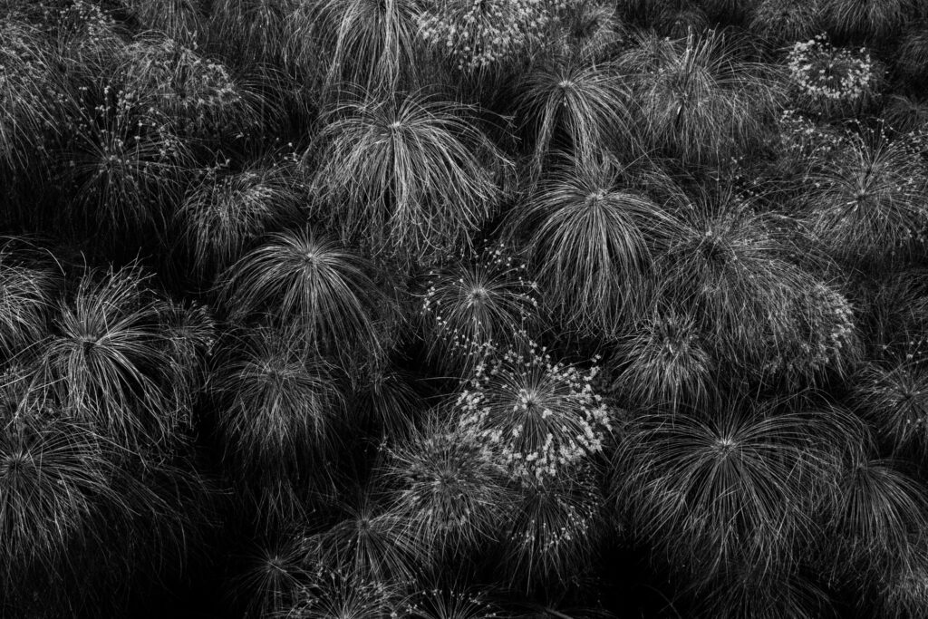 Nicolas Hermann Laniakea Series 7